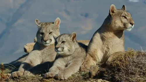 Patagonia Puma