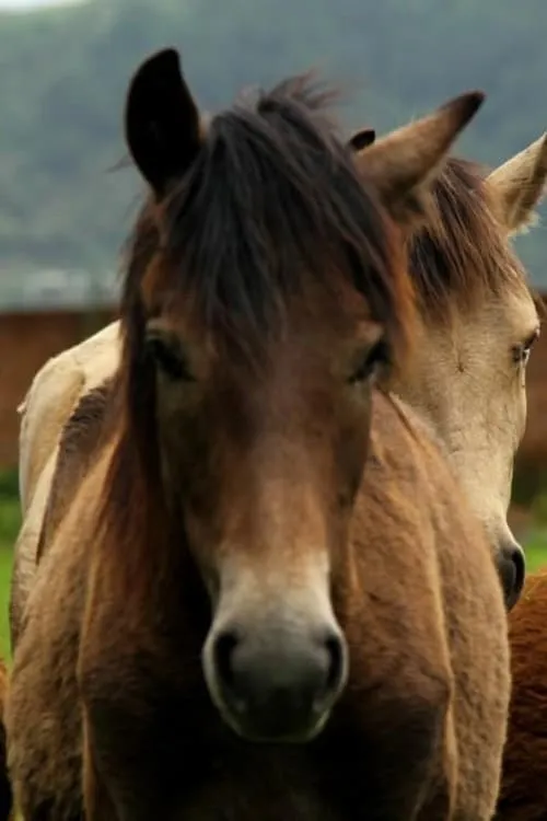 Manipuri Pony (movie)