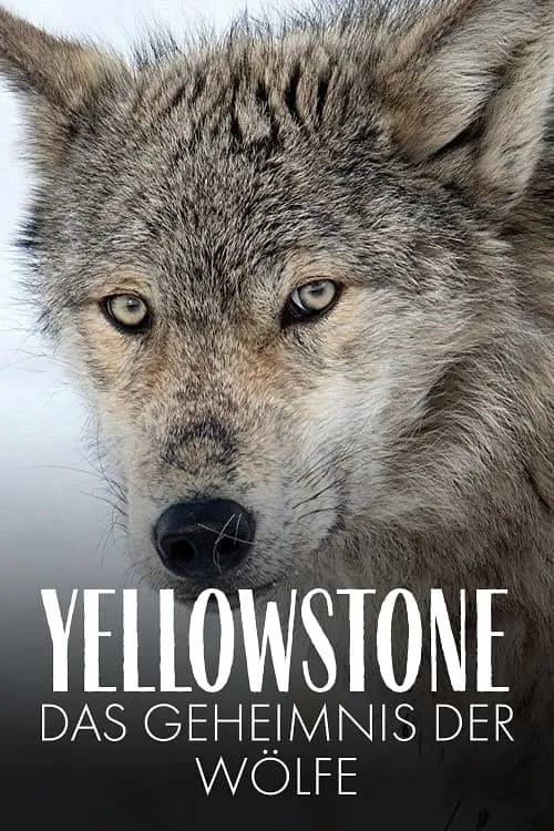 Yellowstone: The Mystery of the Wolves (movie)