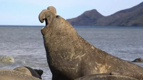 The Elephant Seal