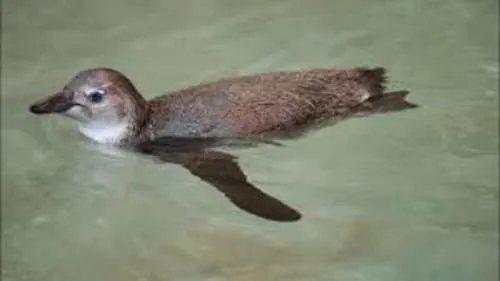 Penguin Chick Swim School