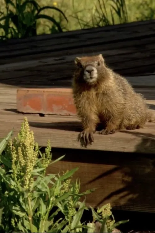 The Study Of Groundhogs: A Real Life Look At Marmots (movie)