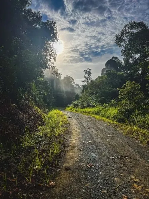 Dans la jungle de Bornéo (movie)