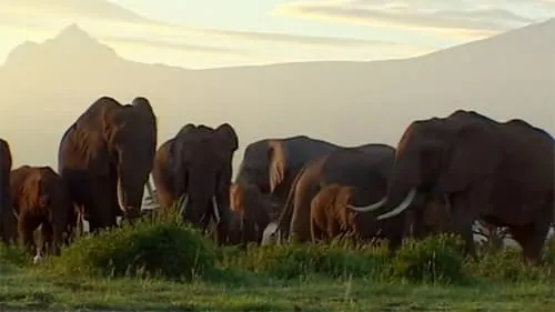 Elephants: Spy in the Herd