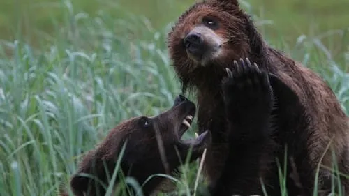 Grizzly Bear Island