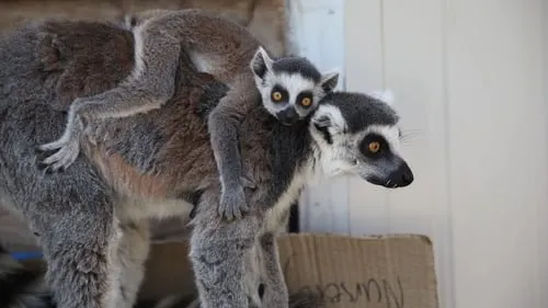 Lemur Me Alone!