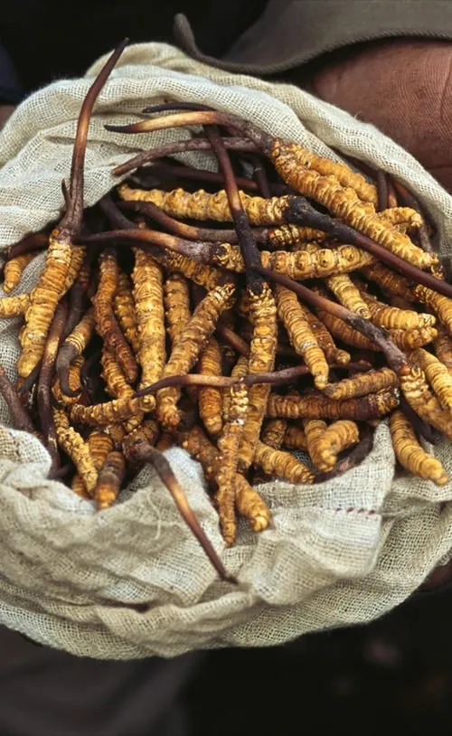 Yarsagumbu, l'or de l'Himalaya (фильм)