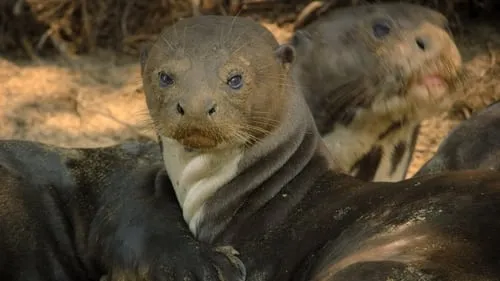 The Giant Otter