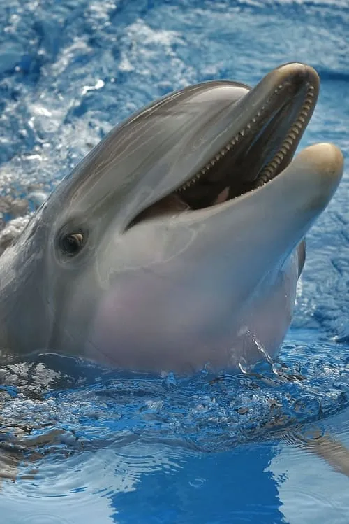 Winter The Dolphin