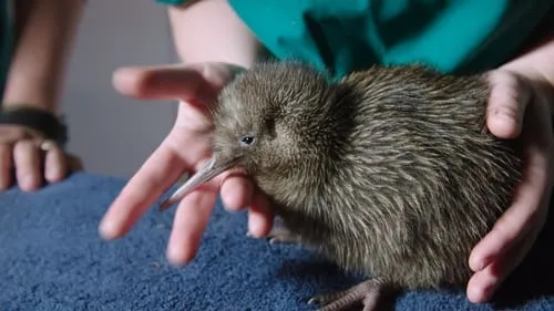 The Kiwi