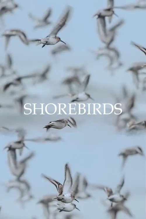 Shorebirds (movie)