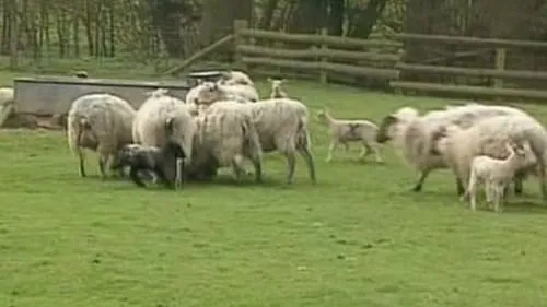 Lambs