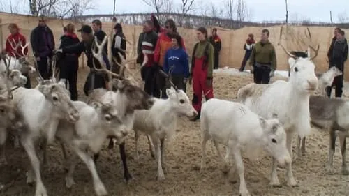 Moving Reindeer to Soeroeya