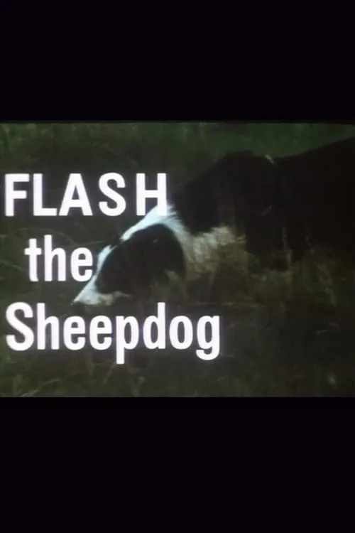 Flash the Sheepdog (фильм)