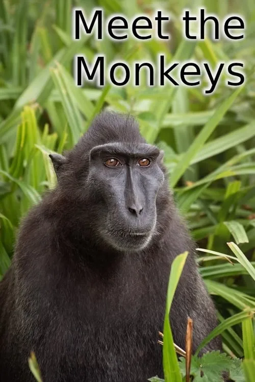 Meet the Monkeys (фильм)