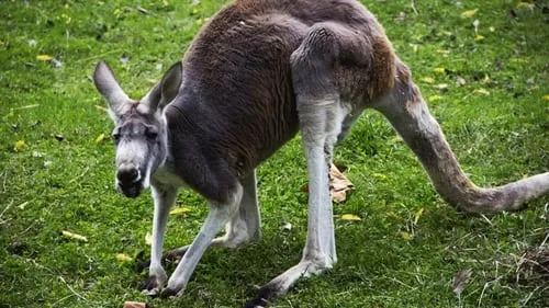 Kangaroo Mance