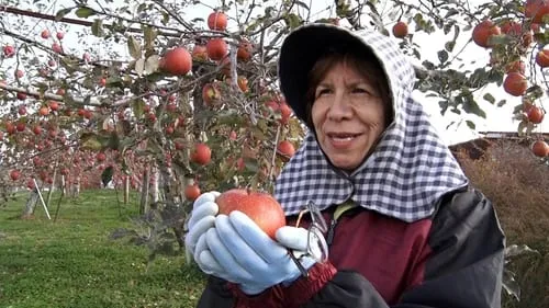 American Taste, Japanese Apples