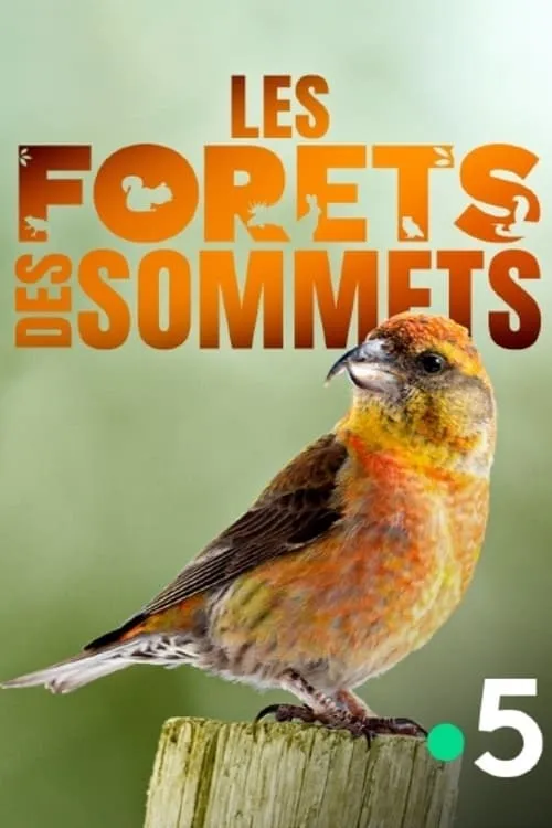 Les forêts des sommets (фильм)