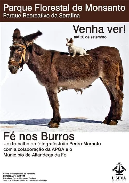 Fé nos Burros (фильм)