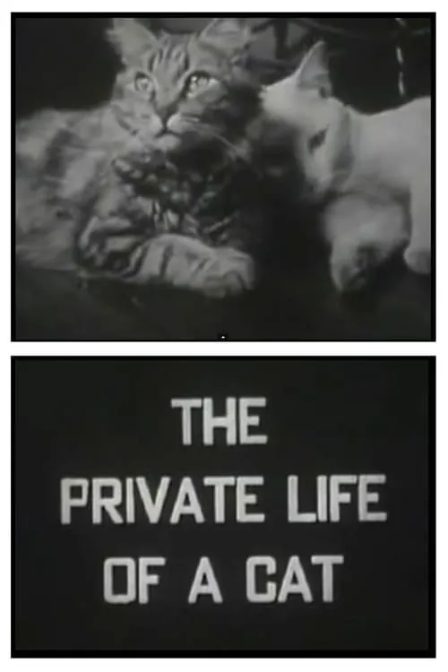 The Private Life of a Cat (фильм)