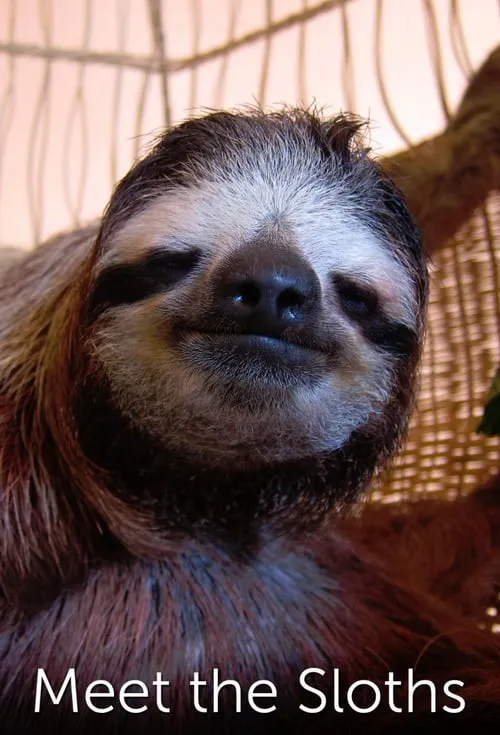 Meet the Sloths (series)