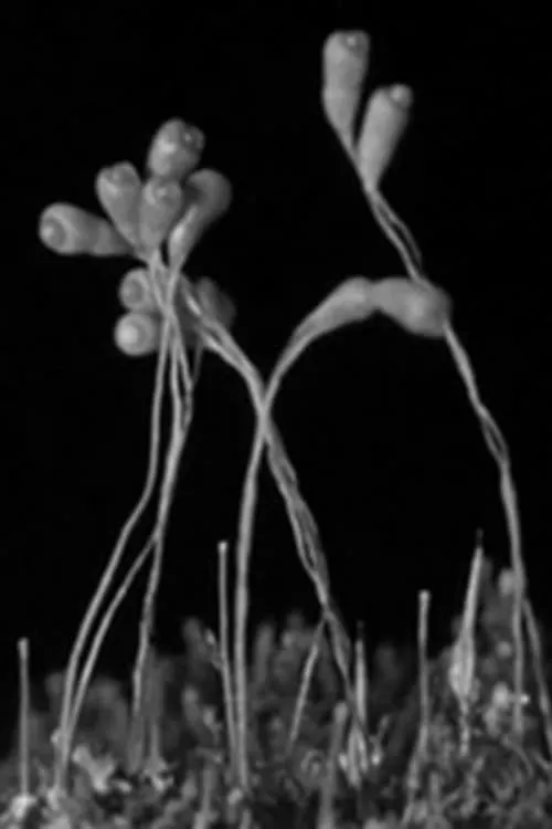 The Plants of the Pantry