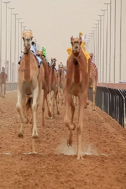 The Camel Race (movie)