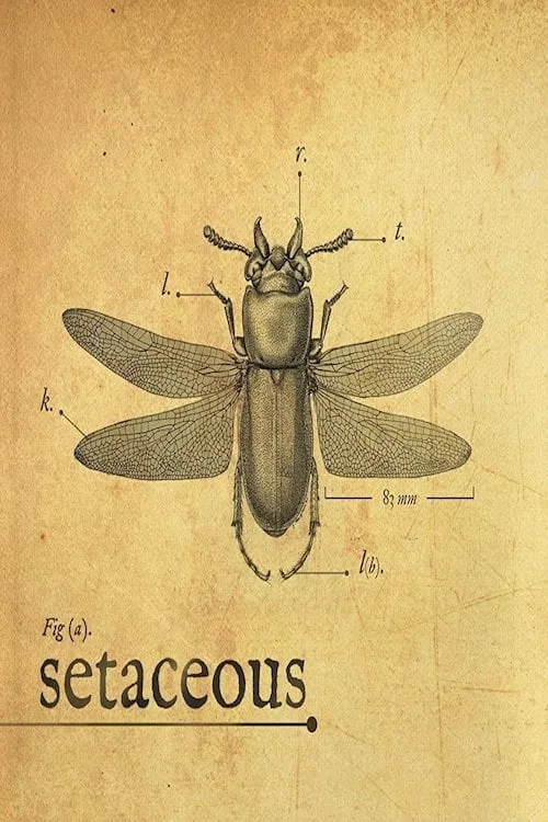 Setaceous