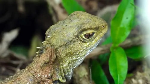 The Tuatara