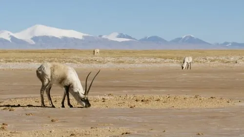 Tibetan Antelope: Mysterious Migration