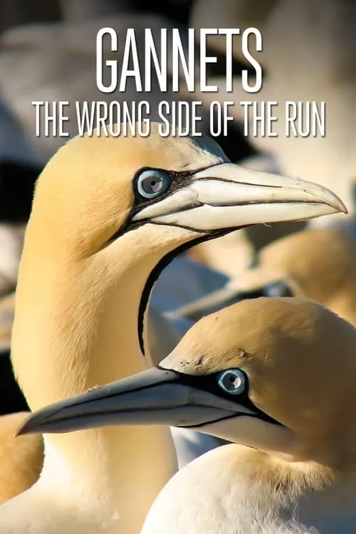 Gannets: The Wrong Side of the Run (movie)