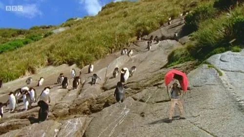 New Zealand Penguins