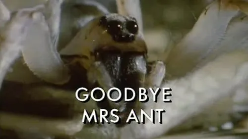 Goodbye Mrs Ant