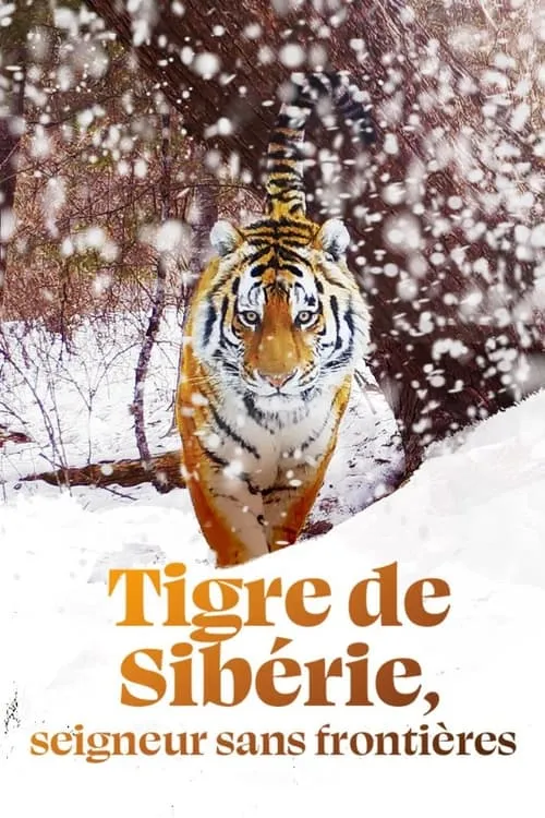 Tigre de Sibérie, seigneur sans frontières (фильм)