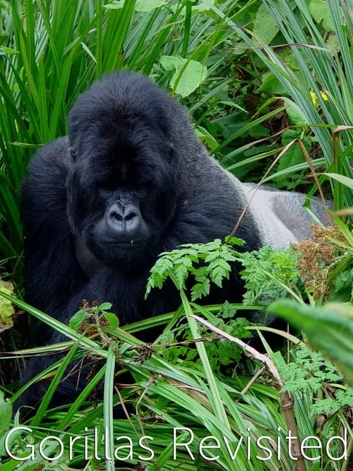 Gorillas Revisited with Sir David Attenborough (movie)