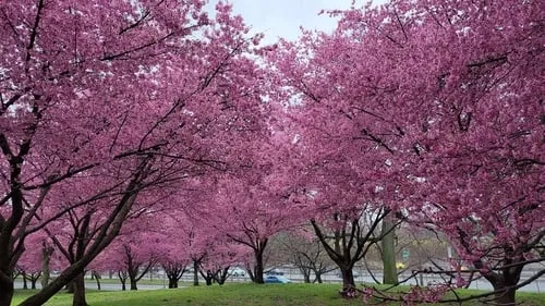 Cherry Trees