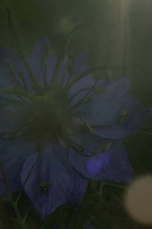 The Blue Flower