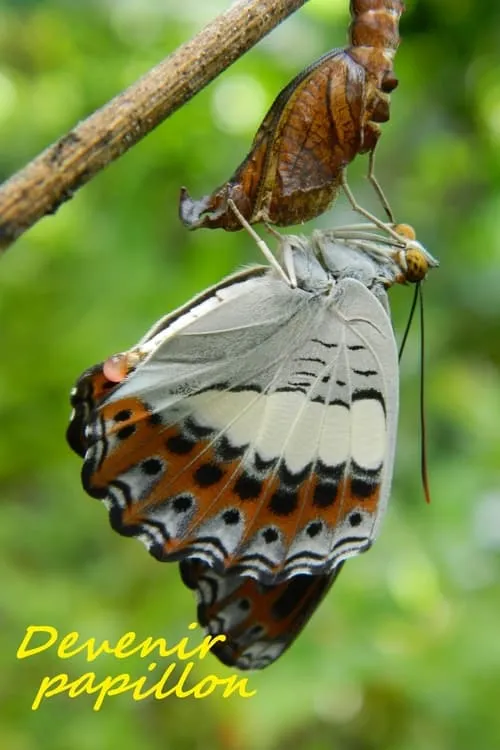 Devenir papillon (фильм)