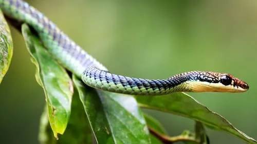 Forest of the Flying Snakes