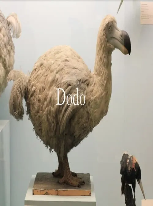 Dodo (movie)