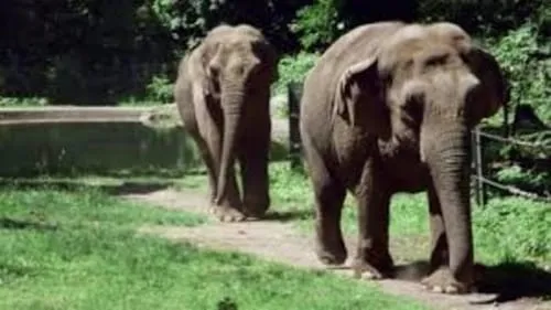 Mkhaya Discovers Her Trunk