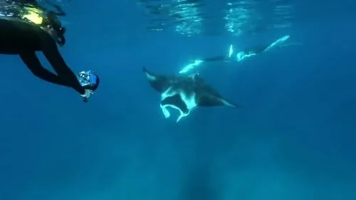 Swimming With Manta Rays