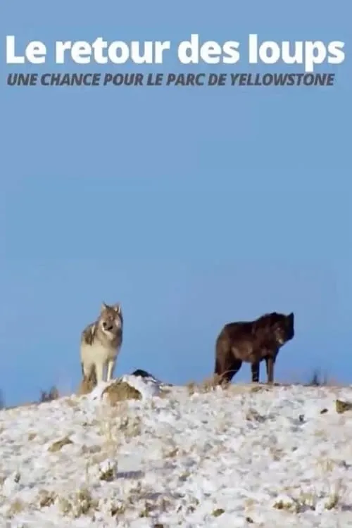 Die Rückkehr der Wölfe: Das Wunder im Yellowstone-Nationalpark