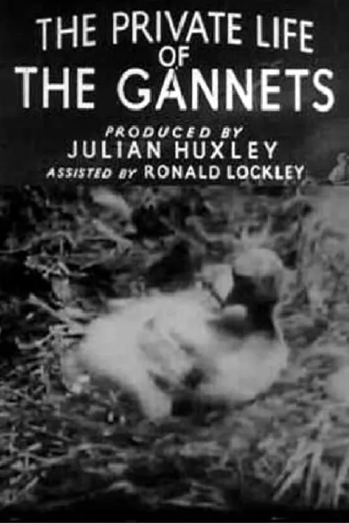 The Private Life of the Gannets (movie)