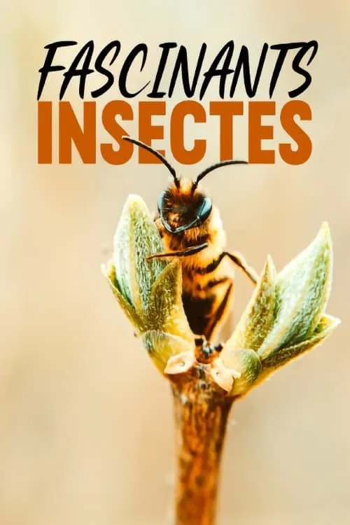 Fascinants insectes (сериал)