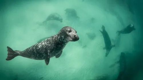 Ireland's Wild Coast - Part 2