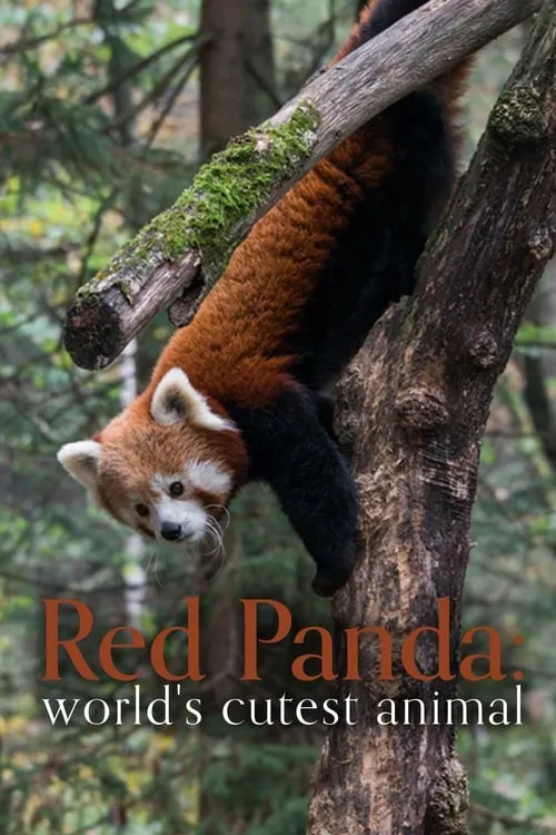 Red Panda: World's Cutest Animal (movie)