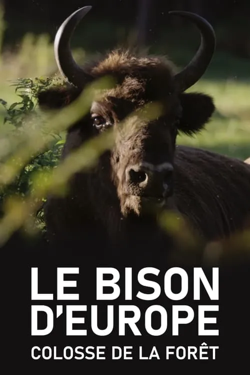 Le Bison d'Europe, colosse de la forêt (movie)