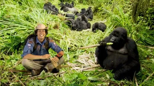 Mountain Gorillas