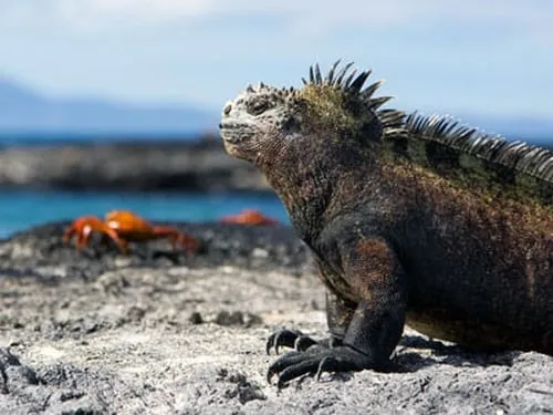 Galapagos: Darwin's Eden